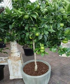 Brighter Blooms Key Lime Tree Fruit Trees