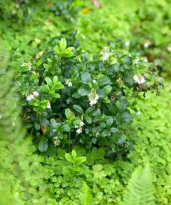 Brighter Blooms Kinnikinnick Emerald Carpet