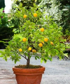 Brighter Blooms Kishu Mandarin Tree
