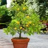 Brighter Blooms Kishu Mandarin Tree