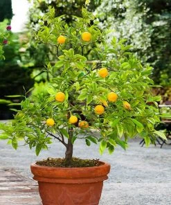 Brighter Blooms Kishu Mandarin Tree