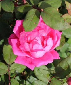 Brighter Blooms Roses Pink Knock Out® Rose Tree