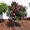 Brighter Blooms Roses Pink Knock Out® Rose Tree