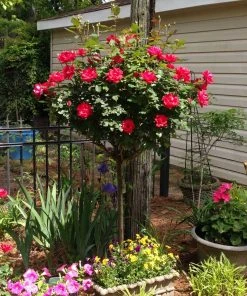 Brighter Blooms Knock Out® Rose Tree Roses