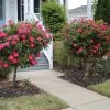 Brighter Blooms Knock Out® Rose Tree Roses