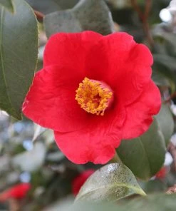 Brighter Blooms Korean Fire Camellia Shrub Camellia Shrubs
