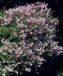 Brighter Blooms Dwarf Korean Lilac Shrub