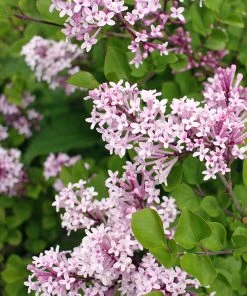 Brighter Blooms Dwarf Korean Lilac Shrub