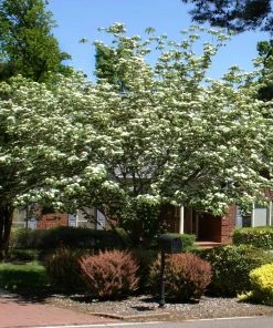 Brighter Blooms White Kousa Dogwood Tree