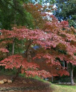 Brighter Blooms White Kousa Dogwood Tree