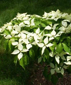 Brighter Blooms White Kousa Dogwood Tree