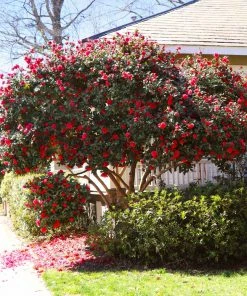Brighter Blooms Kramers Supreme Camellia Shrub