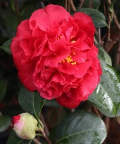 Brighter Blooms Kramers Supreme Camellia Shrub