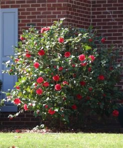 Brighter Blooms Kramers Supreme Camellia Shrub
