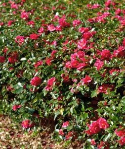 Brighter Blooms Kramers Supreme Camellia Shrub