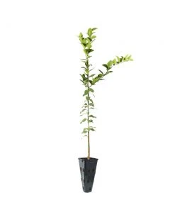 Brighter Blooms Meyer Lemon Tree Fruit Trees