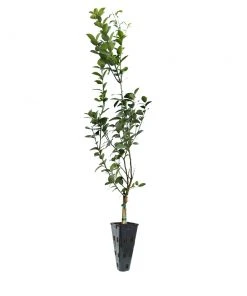 Brighter Blooms Fruit Trees Meyer Lemon Tree