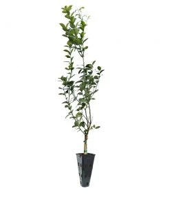 Brighter Blooms Meyer Lemon Tree Fruit Trees