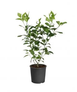 Brighter Blooms Meyer Lemon Tree Fruit Trees