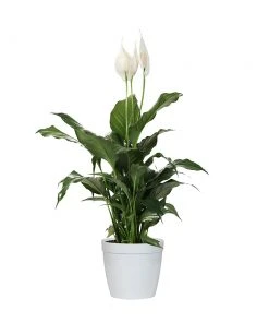Brighter Blooms SHOP ALL Peace Lily 16 Brighter Blooms SHOP ALL Peace Lily