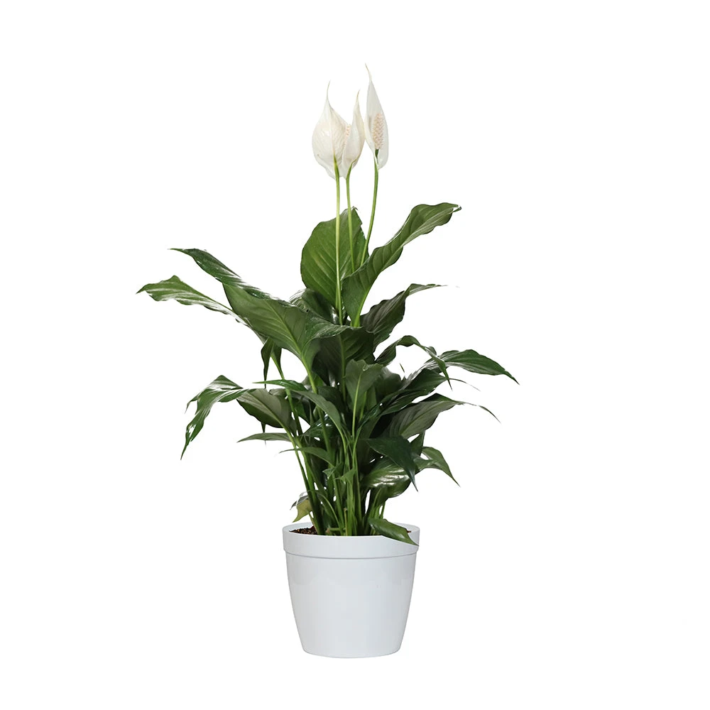 Brighter Blooms SHOP ALL Peace Lily 7 Brighter Blooms SHOP ALL Peace Lily