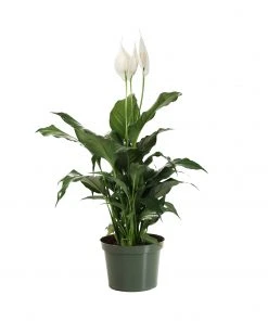 Brighter Blooms SHOP ALL Peace Lily 15 Brighter Blooms SHOP ALL Peace Lily