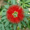 Brighter Blooms Little John Dwarf Bottlebrush