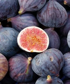 Brighter Blooms LSU Purple Fig Tree Fruit Trees