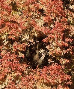 Brighter Blooms Shade Trees Lacebark Chinese Elm Tree