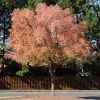 Brighter Blooms Shade Trees Lacebark Chinese Elm Tree