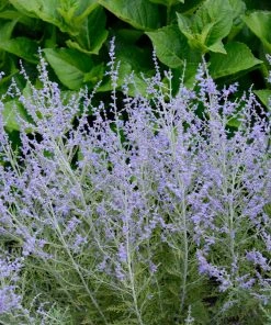 Brighter Blooms Lacey Blue Russian Sage