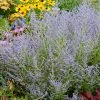 Brighter Blooms Lacey Blue Russian Sage