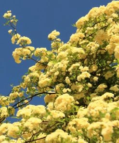 Brighter Blooms Lady Banks Climbing Rose Roses