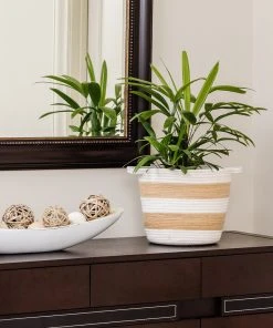 Brighter Blooms Lady Palm Tree Palm Trees