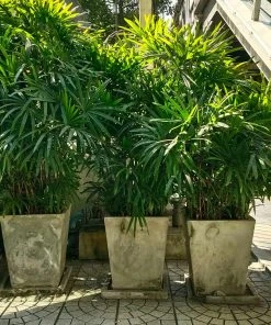 Brighter Blooms Lady Palm Tree Palm Trees