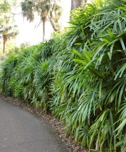 Brighter Blooms Lady Palm Tree Palm Trees