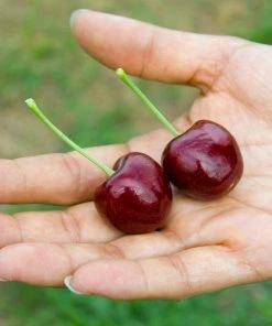 Brighter Blooms Lapins Cherry Tree 6 Brighter Blooms Lapins Cherry Tree