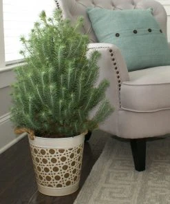 Brighter Blooms Italian Stone Pine Tree In Decorative Pot Shrubs & Hedges 9 Brighter Blooms Italian Stone Pine Tree In Decorative Pot Shrubs & Hedges