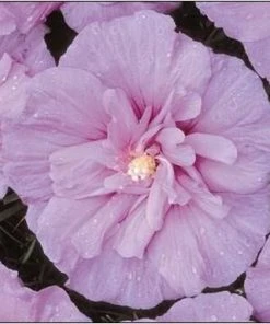 Brighter Blooms Lavender Rose Of Sharon Althea Shrub