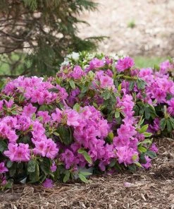 Brighter Blooms Bloom-A-Thon® Lavender Azalea Shrub Shrubs & Hedges