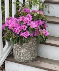 Brighter Blooms Bloom-A-Thon® Lavender Azalea Shrub Shrubs & Hedges