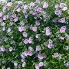 Brighter Blooms SHOP ALL Lavender Hibiscus Syriacus Shrub