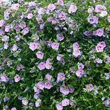Brighter Blooms SHOP ALL Lavender Hibiscus Syriacus Shrub