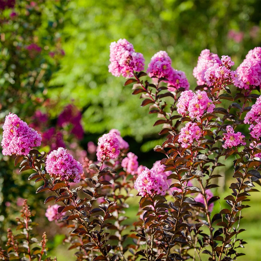 Brighter Blooms Black Diamond® Lavender Lace™ Crape Myrtle Tree 4 Brighter Blooms Black Diamond® Lavender Lace™ Crape Myrtle Tree