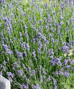 Brighter Blooms Munstead Blue Lavender Plant Perennials