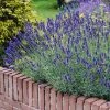Brighter Blooms Munstead Blue Lavender Plant Perennials