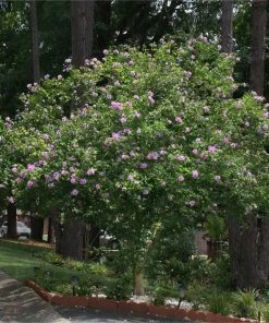Brighter Blooms Lavender Rose Of Sharon Althea Tree