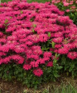 Brighter Blooms ‘Leading Lady Razzberry’ Bee Balm