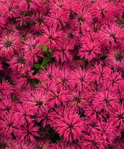 Brighter Blooms ‘Leading Lady Razzberry’ Bee Balm