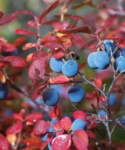 Brighter Blooms Fruit Trees Legacy Blueberry Bush